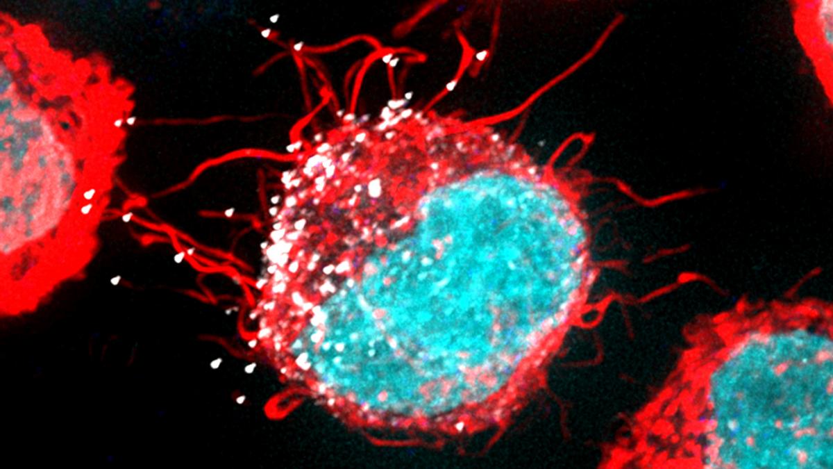 graphic image of cells