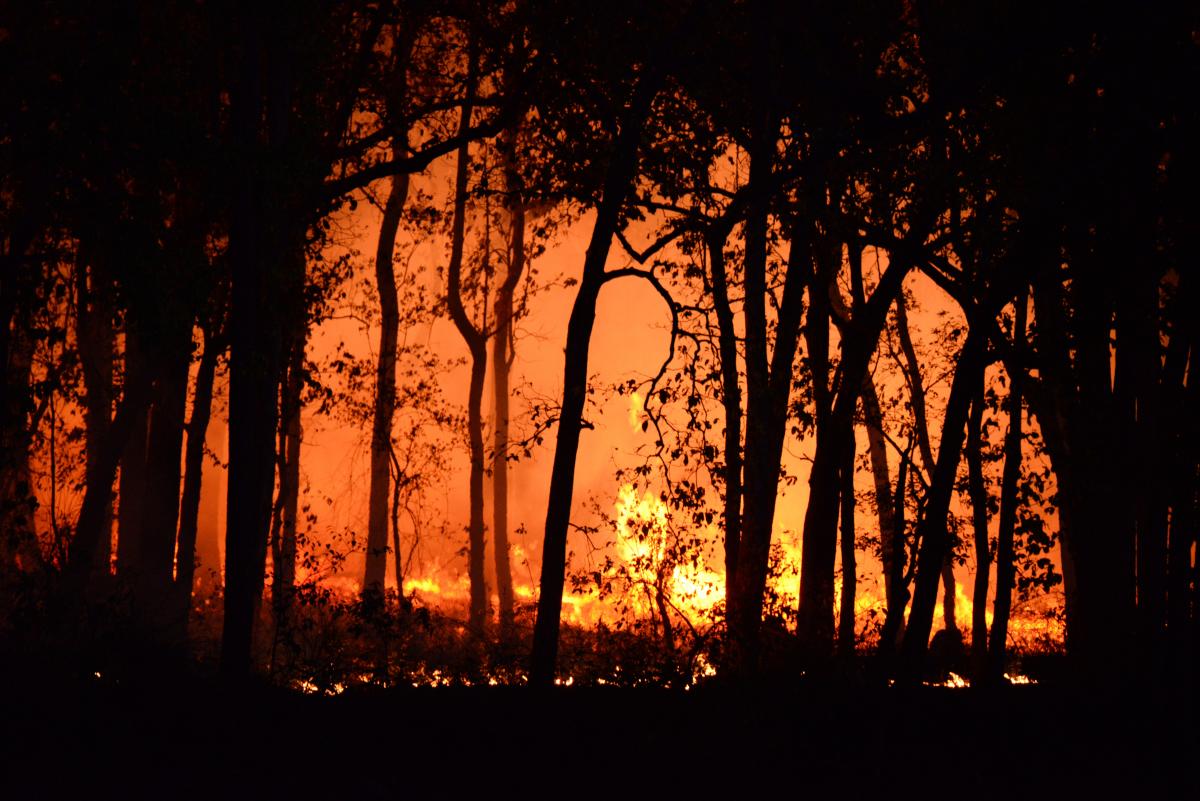 Photo of burning forest
